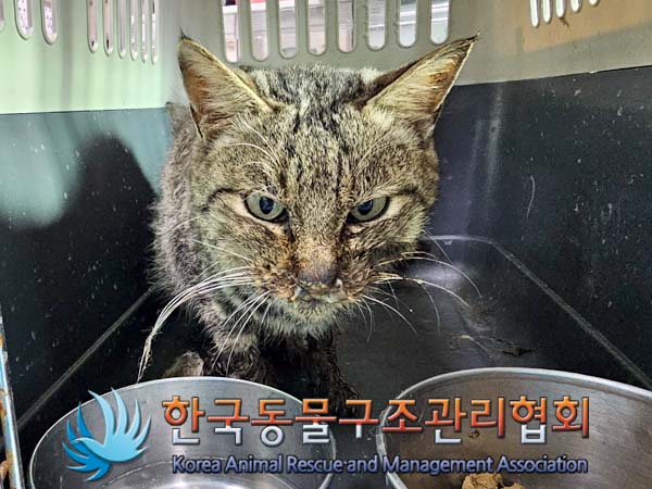 한국동물구조관리협회_441414202400115